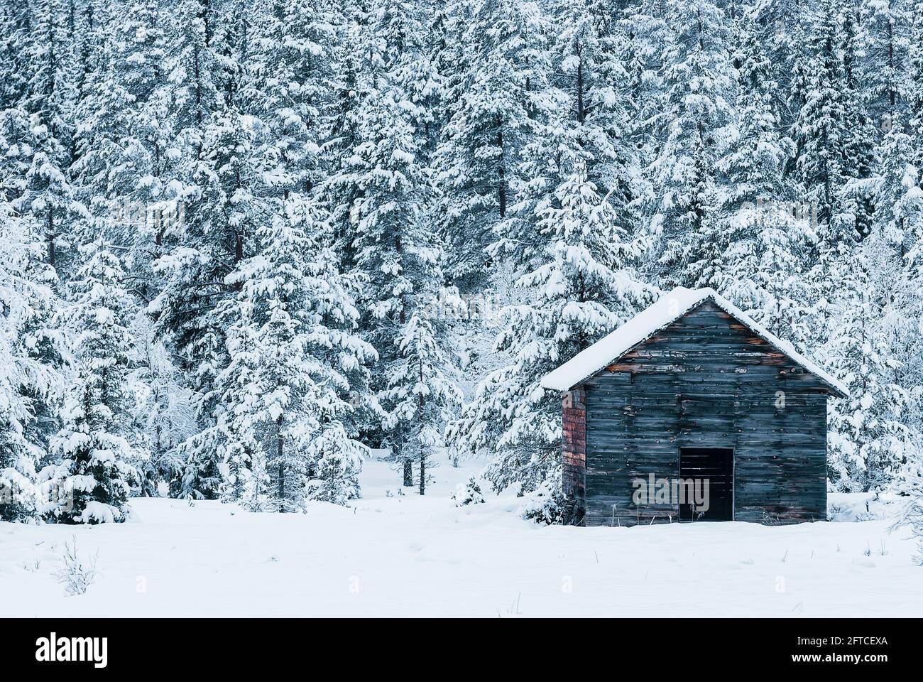 Vecchio fienile di legno di fronte alla foresta innevata Foto Stock