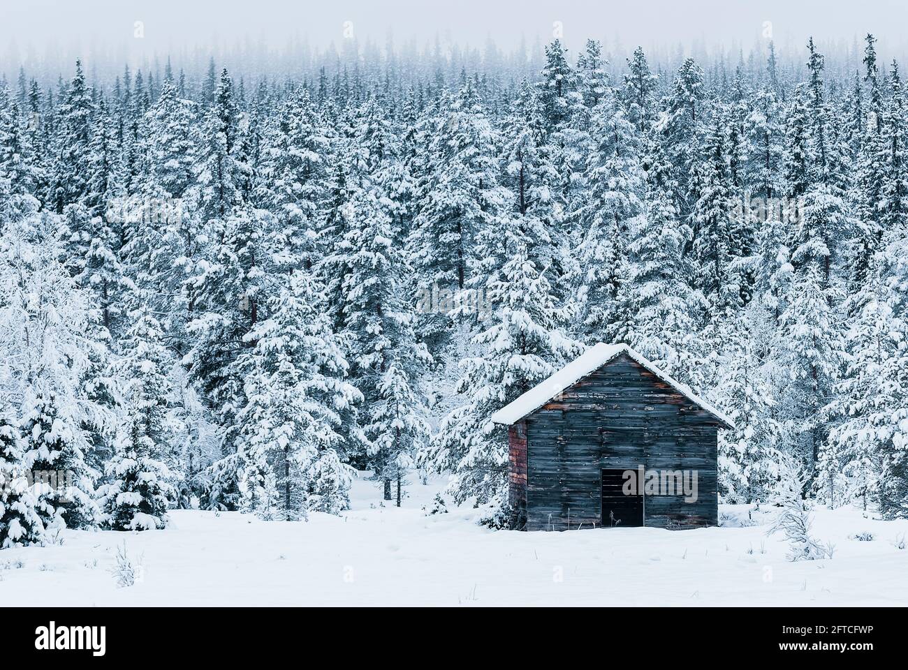 Vecchio fienile di legno di fronte alla foresta innevata Foto Stock