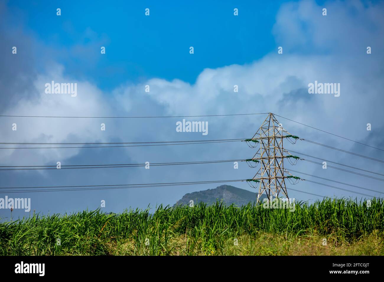 linee elettriche ad alta tensione nel campo della canna da zucchero Foto Stock