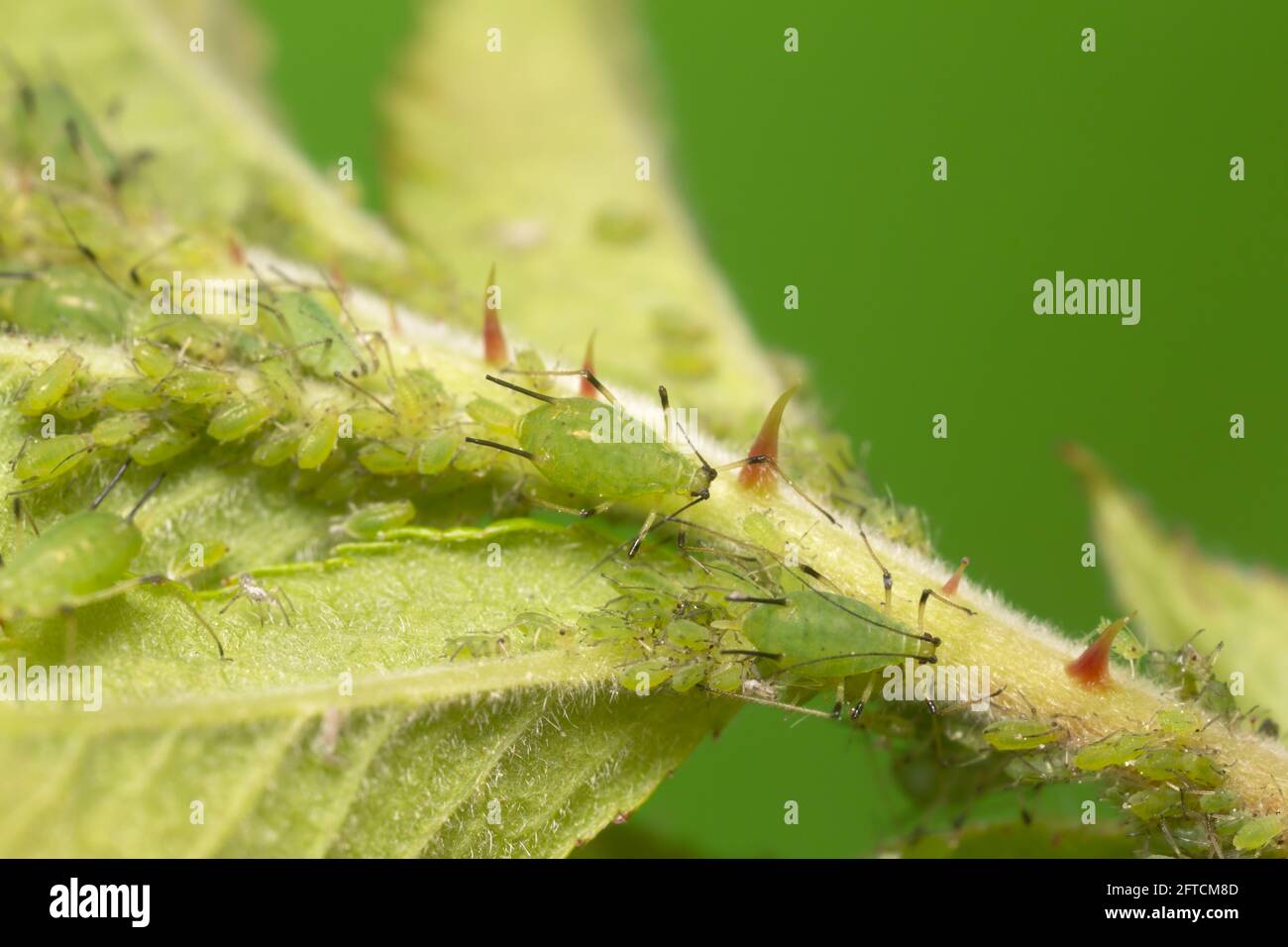 Afidi su gambo di rosa fotografato con grande ingrandimento, questi insetti sono parassiti in giardini Foto Stock