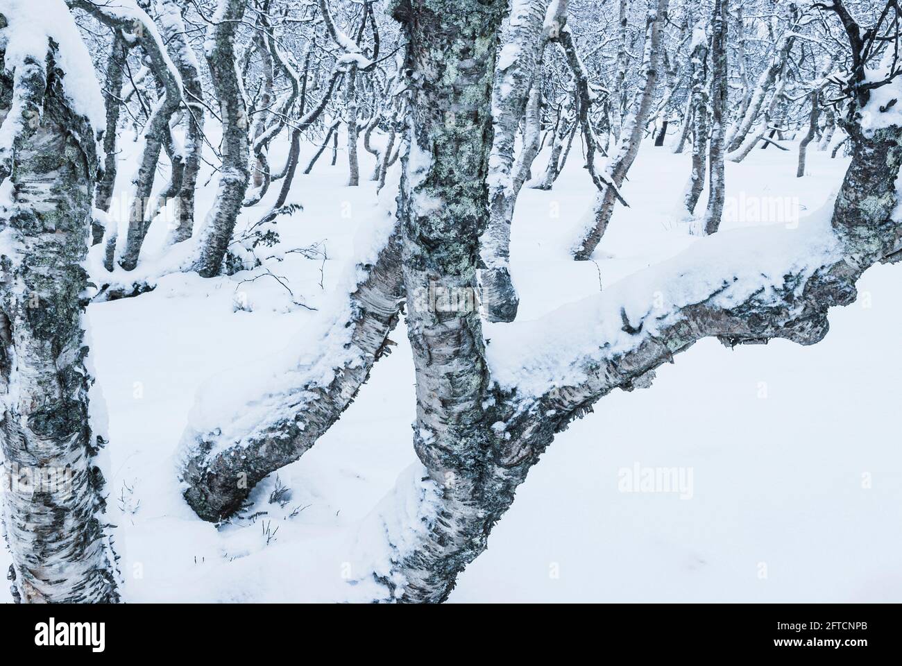Alberi di betulla nella foresta invernale Foto Stock