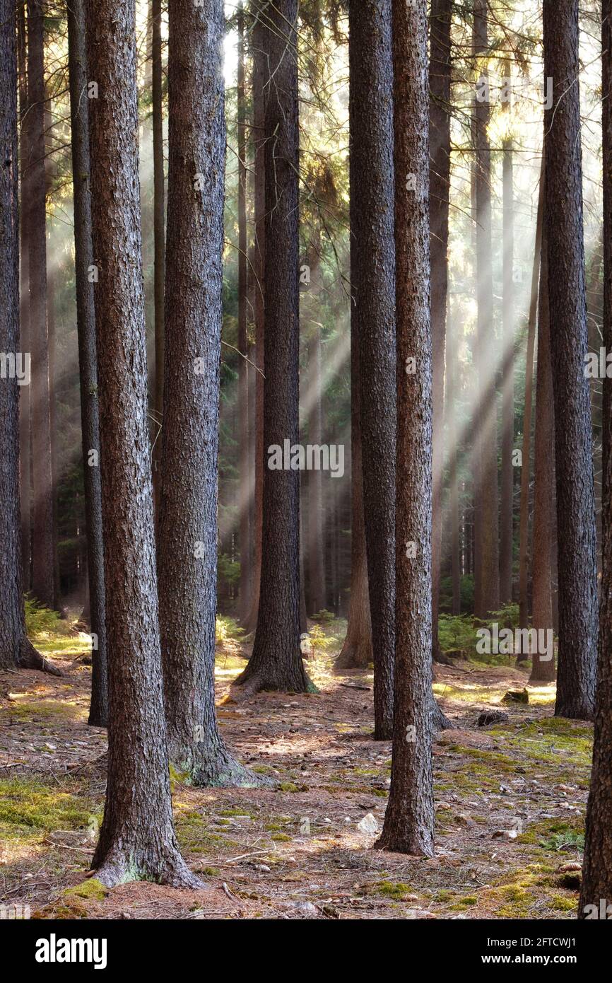 Scenario forestale con raggi di sole che brillano attraverso i rami. Foto Stock