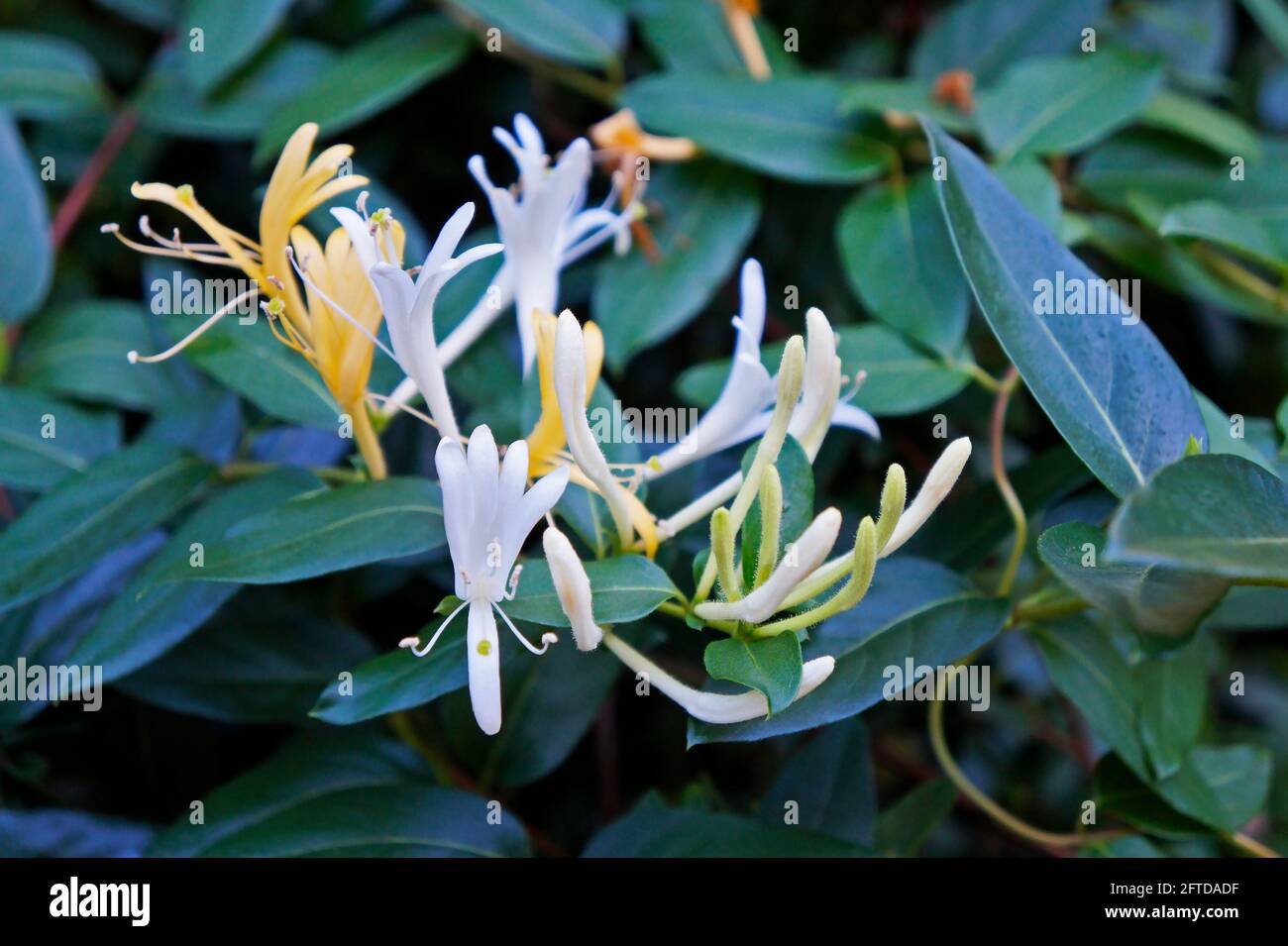 Fiori di honeysuckle sul giardino, (Lonicera japonica) Foto Stock