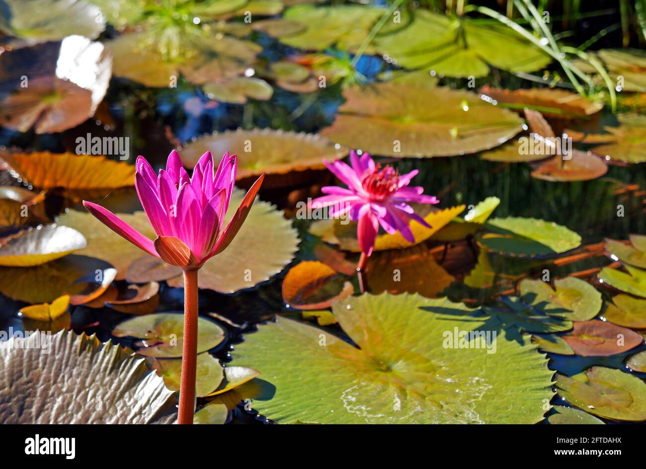 Giglio d'acqua rosa (ninfaea rubra) Foto Stock