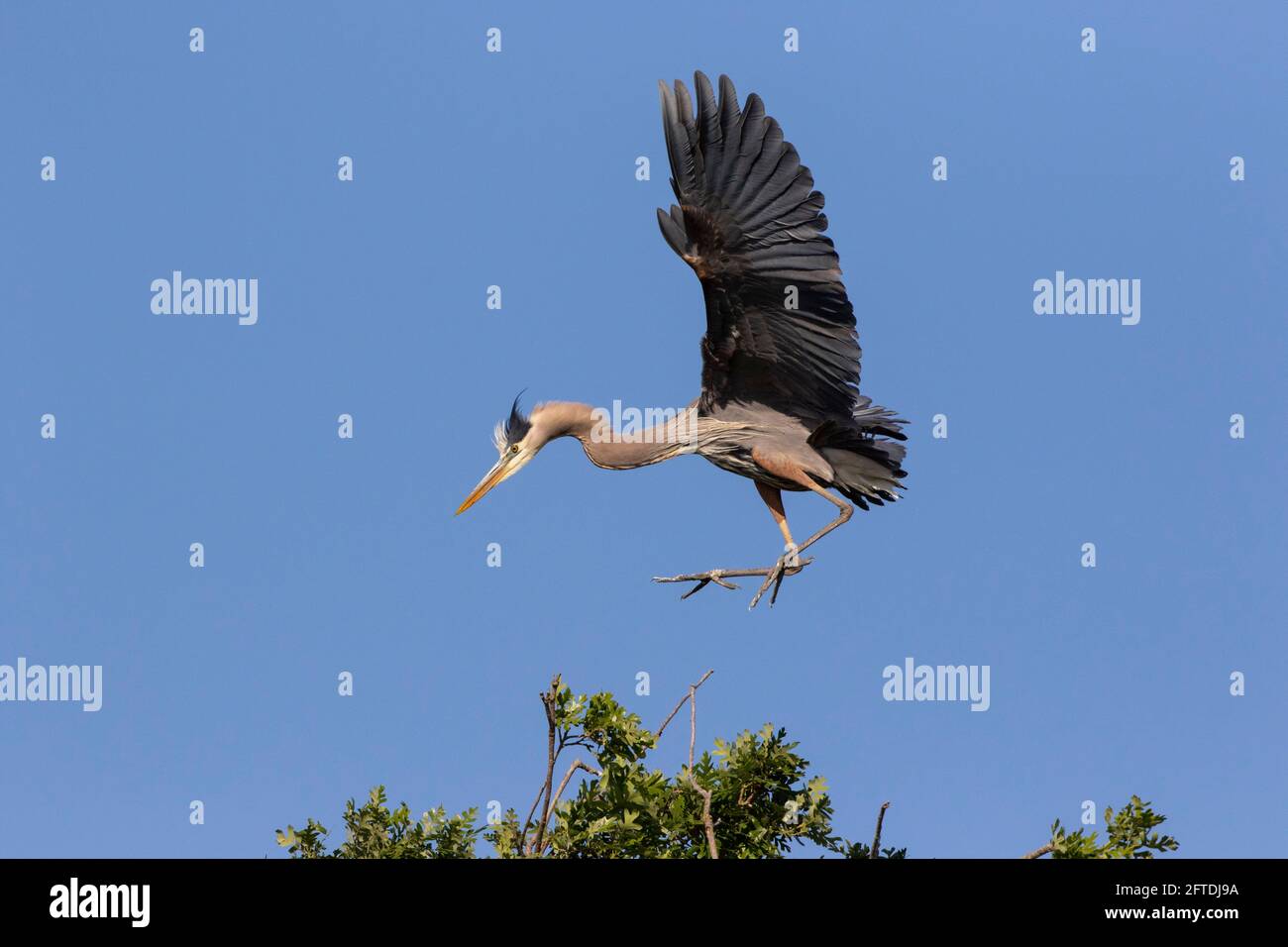 Il Great Blue Heron, Ardea herodias, si dirige verso un atterraggio in un'area coloniale di nidificazione nella San Joaquin Valley al San Luis NWR, California. Foto Stock