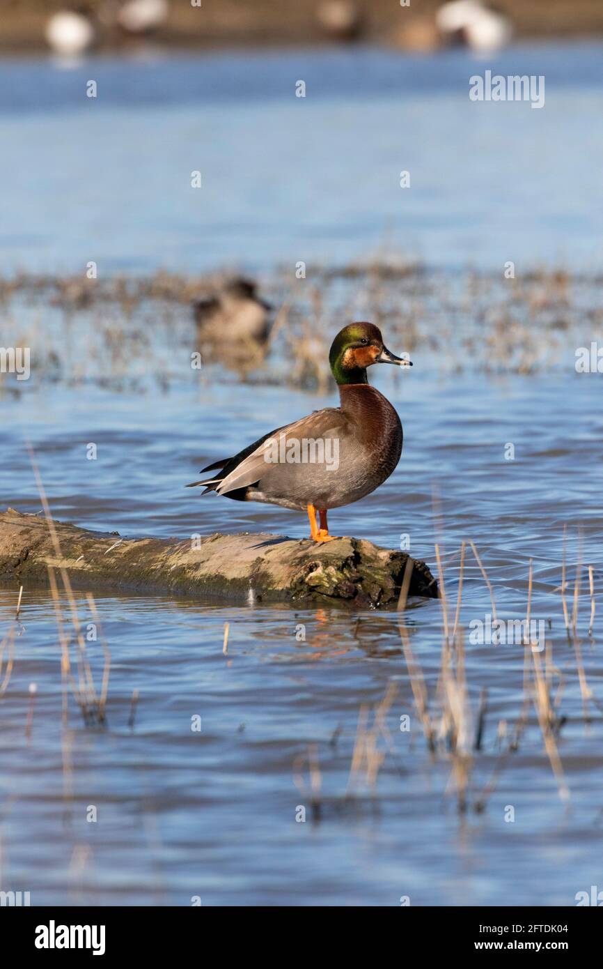 L'anatra del birraio è un ibrido di x gadwall di mallard ed è fotografato molto raramente nel selvaggio. Merced National Wildlife Refuge, praterie zona ecologica, Foto Stock