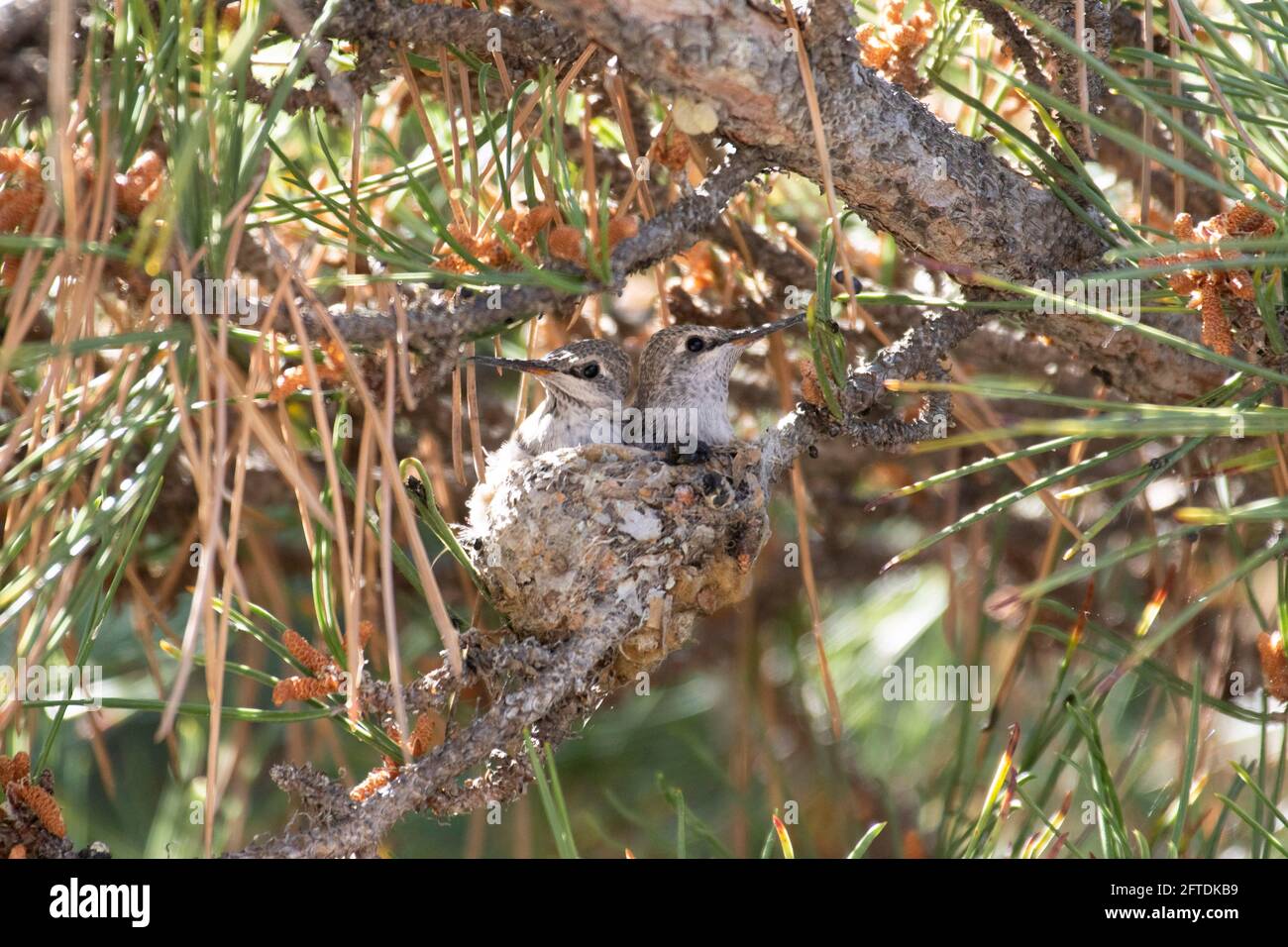 Anna's Hummingbird fledglings, Calypte anna, in nido in un pino nero giapponese nella San Joaquin Valley, Los Banos, Merced County, California Foto Stock