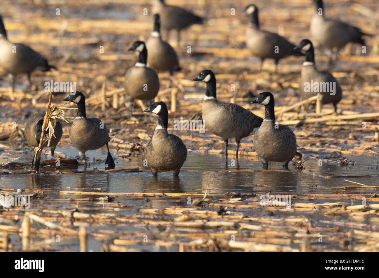 Cackling Canada Goose Flock, sottospecie di Aleutian, alimentazione in stoppia di mais allagato nella zona di San Joaquin Valley Wintering della contea di Stanislaus, CA. Foto Stock