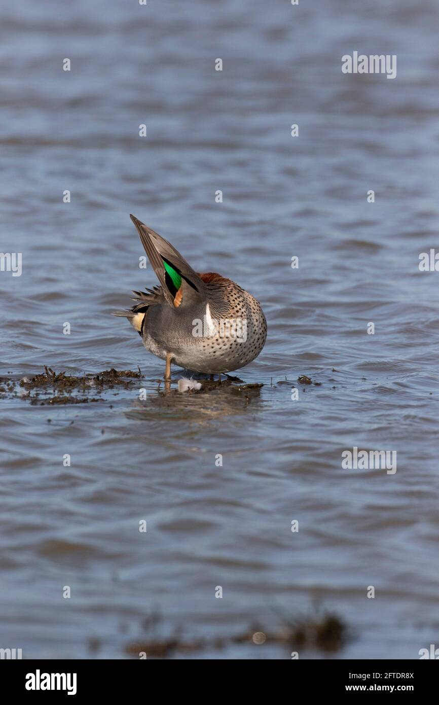 Un Teal dalle ali verdi, Anas crecca, mostra il suo speculum delle ali iridescenti durante la preda di metà giornata al Merced National Wildlife Refuge della California. Foto Stock