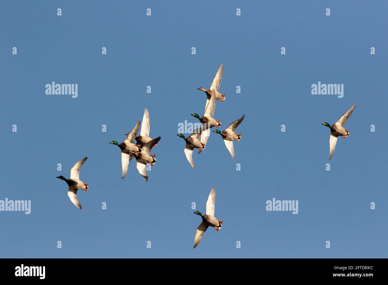 Una nave da cortile Mallard dominata da drake in volo sopra il San Luis National Wildlife Refuge nella San Joaquin Valley, California. Foto Stock