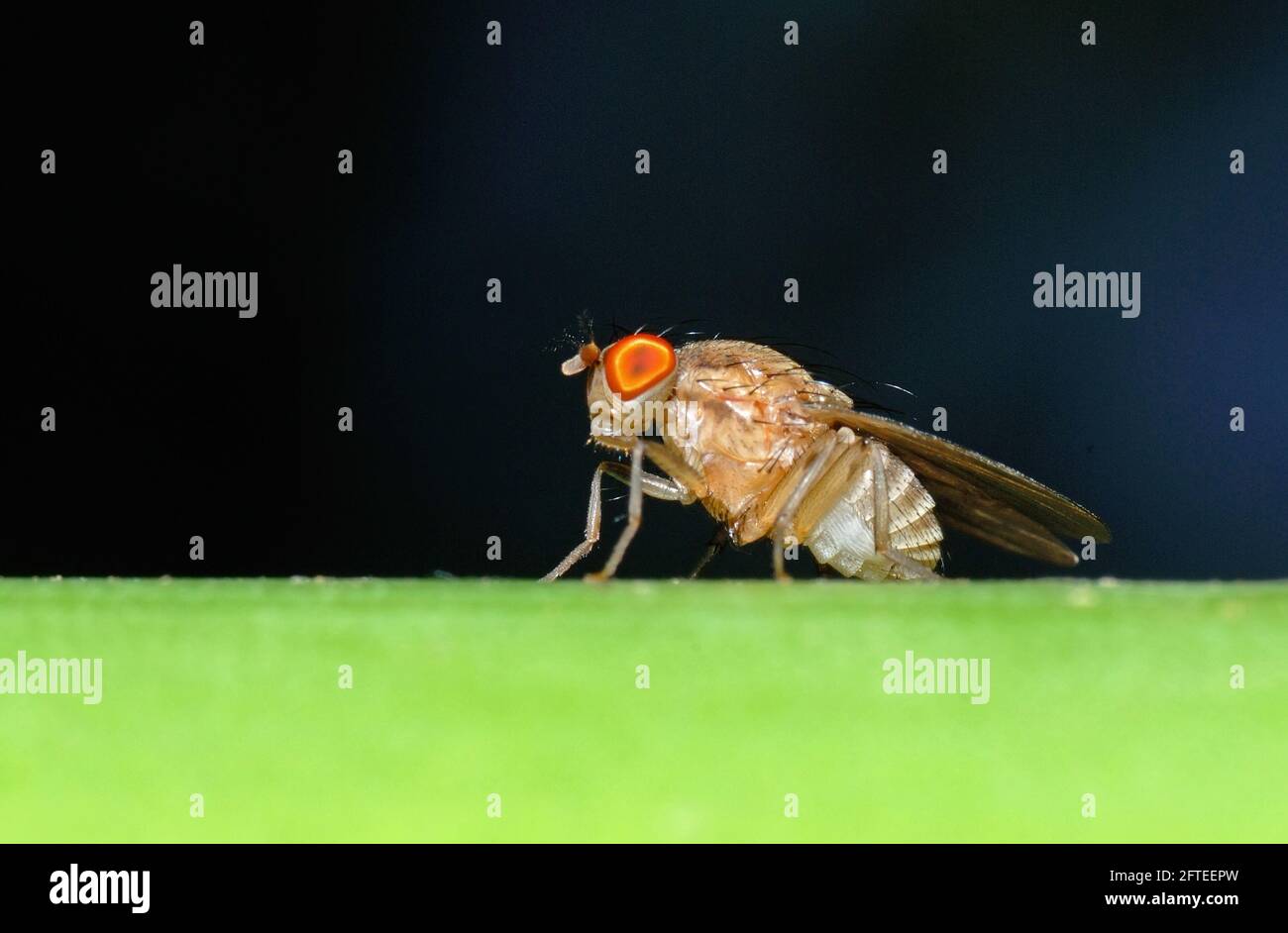 Drosophila melanogaster è una specie di mosca della famiglia Drosophilidae Foto Stock