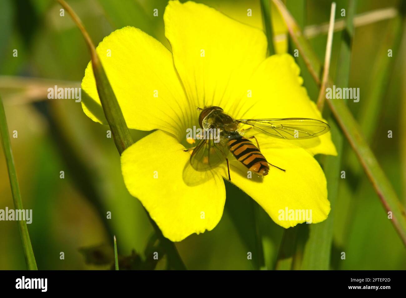 Impollinazione Hoverfly Foto Stock