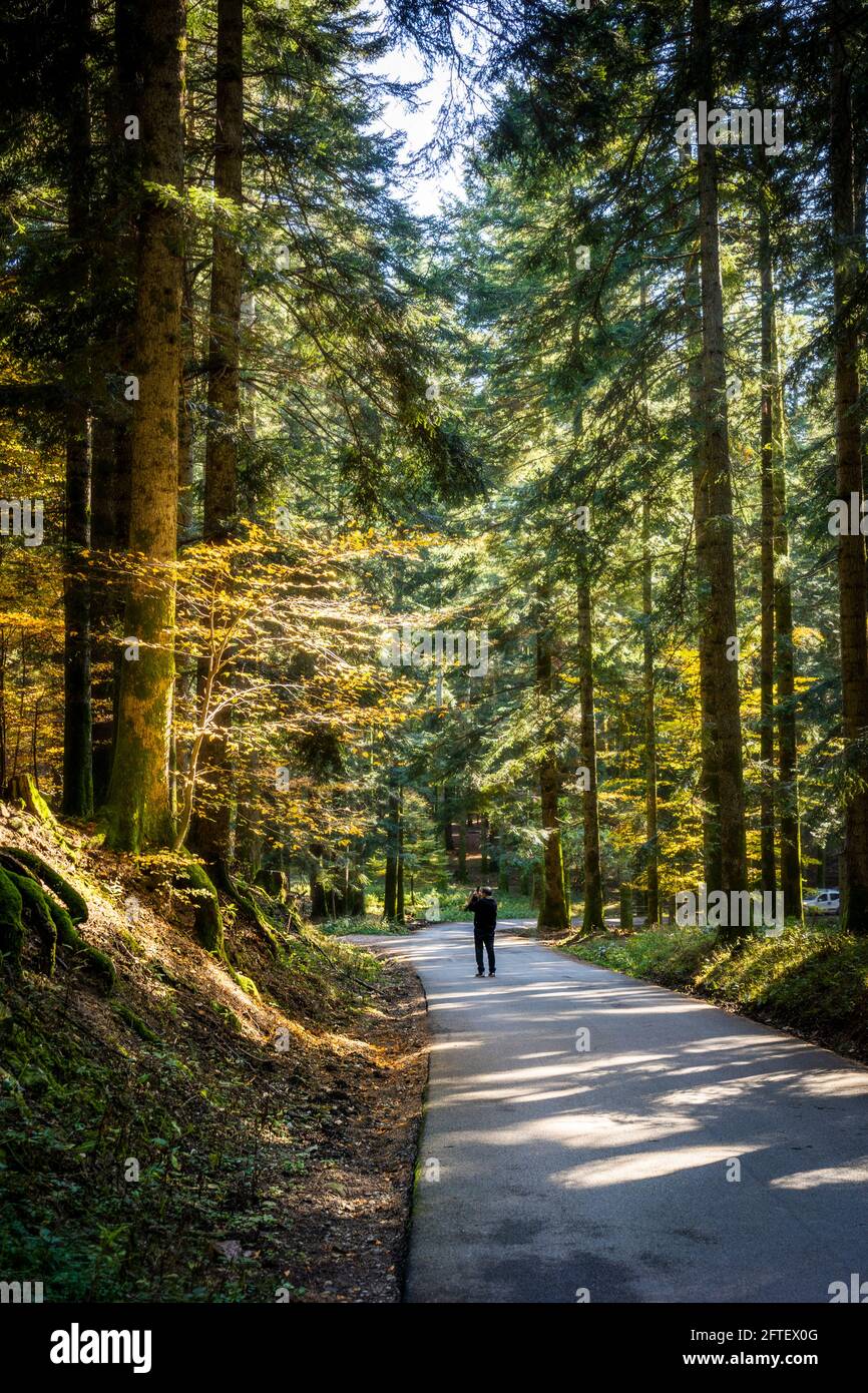 Parco Nazionale delle foreste Casentinesi, Badia Prataglia, Toscana, Italia, Europa. Una persona sta camminando nel bosco. Foto Stock