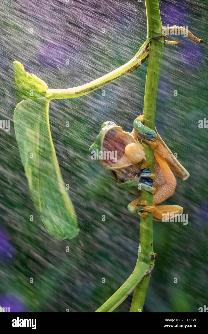 Mentre la pioggia si precipita, la rana sorrise di luccicante e aprì la bocca in largo nel tentativo di degustare le gocce. BEKSAI, INDONESIA: UN'IMMAGINE ADORABILE Foto Stock