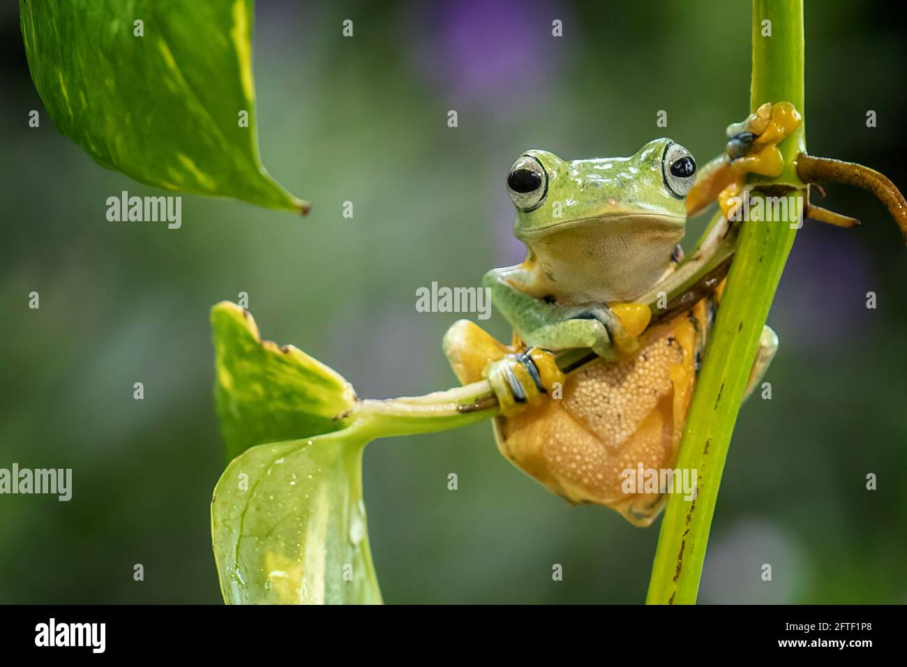 La rana aspettava di prendere una preda. BEKSAI, INDONESIA: UN'immagine ADORABILE ha catturato una piccola rana di due pollici che ha aperto la bocca in un latte Foto Stock