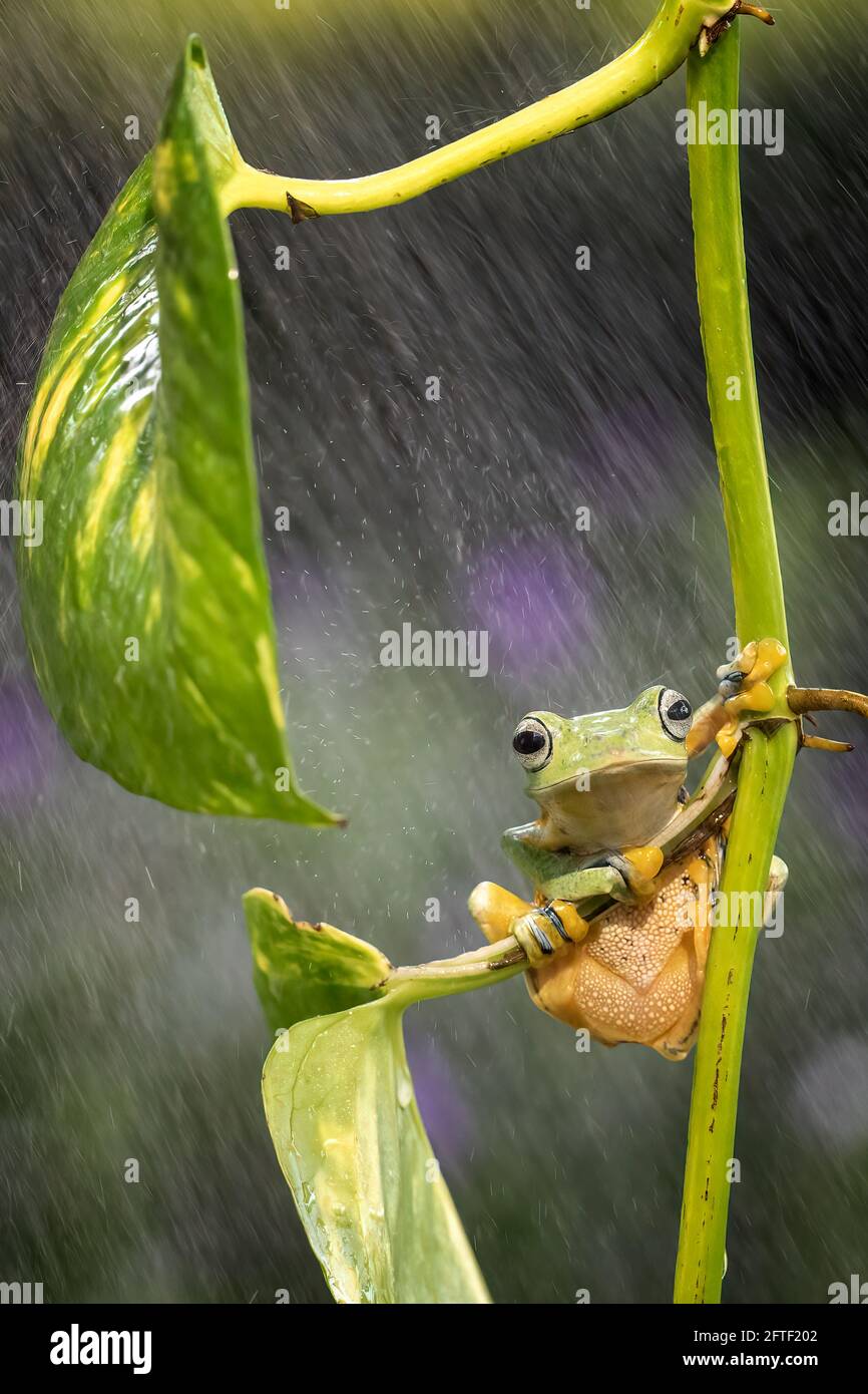 La rana sorrise mentre la pioggia cominciò a versare. BEKSAI, INDONESIA: UN'immagine ADORABILE ha catturato una piccola rana da due pollici, mentre ha aperto la bocca in un AT Foto Stock