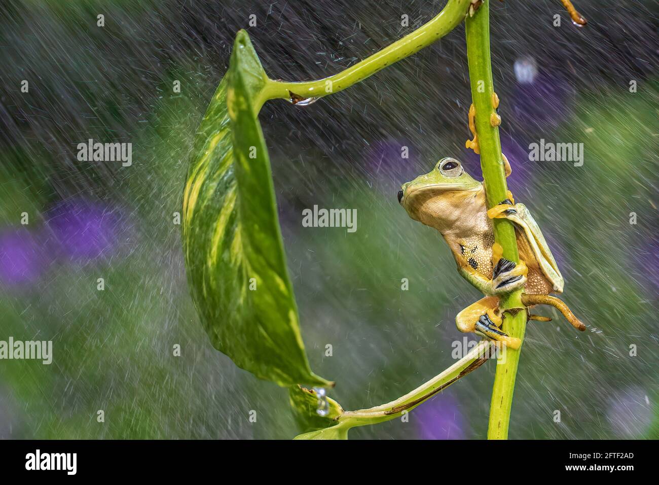 La rana verde dell'albero volante si poteva vedere aggrappata al ramo di un albero d'edera del diavolo. BEKSAI, INDONESIA: UN'immagine ADORABILE ha catturato una piccola Foto Stock
