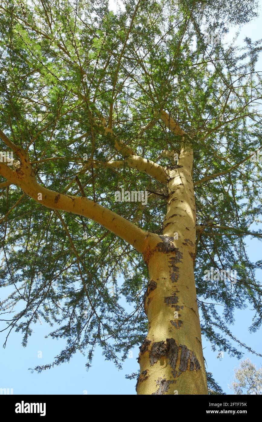 Xantofloea di acacia Foto Stock