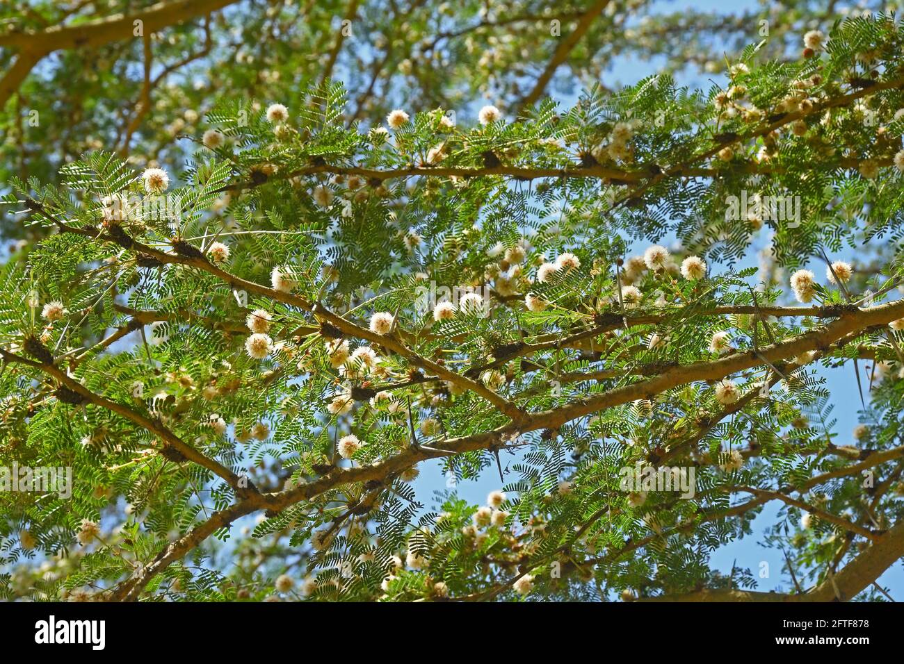 Xantofloea di acacia Foto Stock