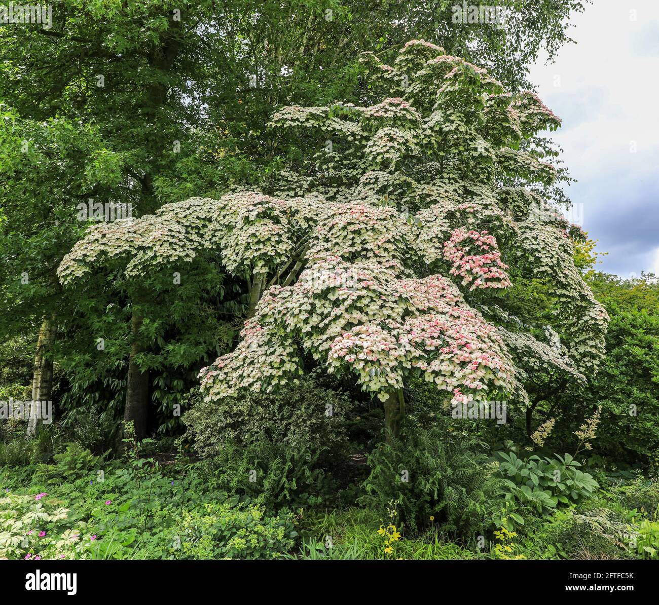 Dogwood cinese bianco (Cornus kousa chinensis) in piena fioritura, Bressingham Gardens, Bressingham, Diss, Norfolk, Inghilterra, Regno Unito Foto Stock