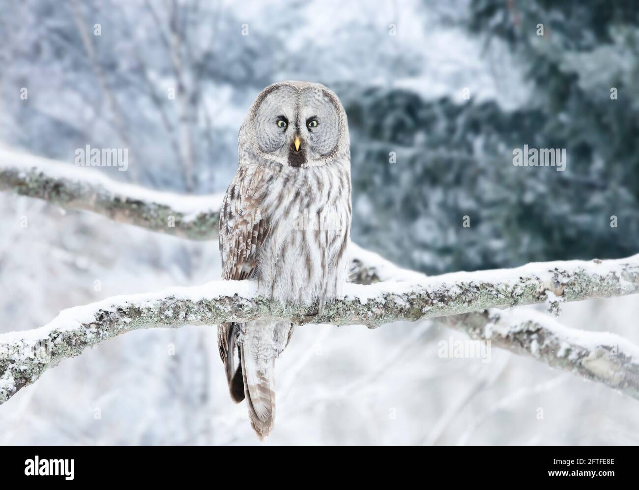 Chiusura del Grande Grigio Allocco (Strix nebulosa) appollaiato in un albero in inverno, Finlandia. Foto Stock