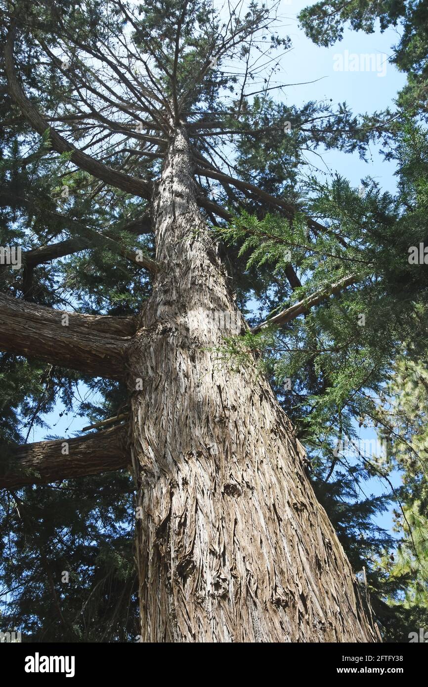 Cupressus torulosa - himalaya Foto Stock