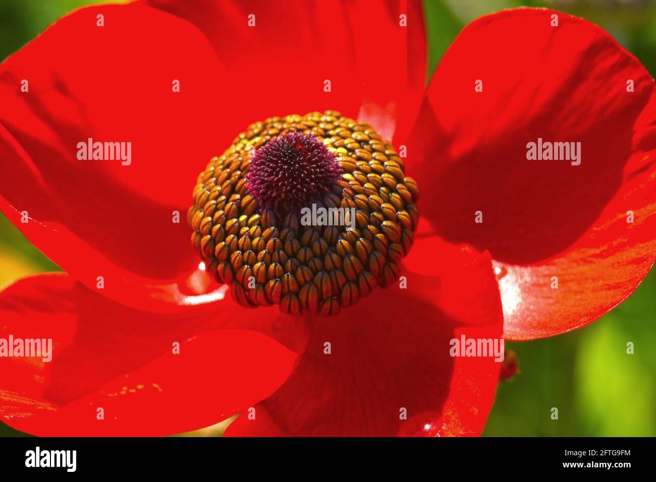 Red Buttercup fiore selvatico, primo piano Foto Stock