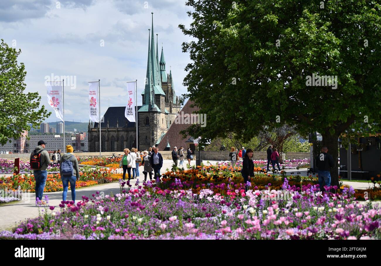 Erfurt, Germania. 21 Maggio 2021. I visitatori si trovano a pochi passi dalla cattedrale di Santa Maria e dalla chiesa di San Severus, di fronte al Federal Garden Show di Petersberg. A Erfurt, la cifra di sette giorni per le nuove infezioni da Corona ogni 100,000 abitanti è ora stabilmente inferiore a 100, motivo per cui è ancora una volta possibile visitare i giardini della birra o le terrazze all'aperto dei ristoranti qui. Allo stesso tempo, l'industria del turismo sta notando ancora una volta la domanda di brevi pause in città. Credit: Martin Schutt/dpa-Zentralbild/dpa/Alamy Live News Foto Stock