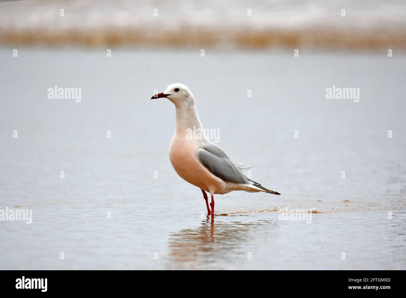 Gabbiano snello-rovesciato sul mare Foto Stock