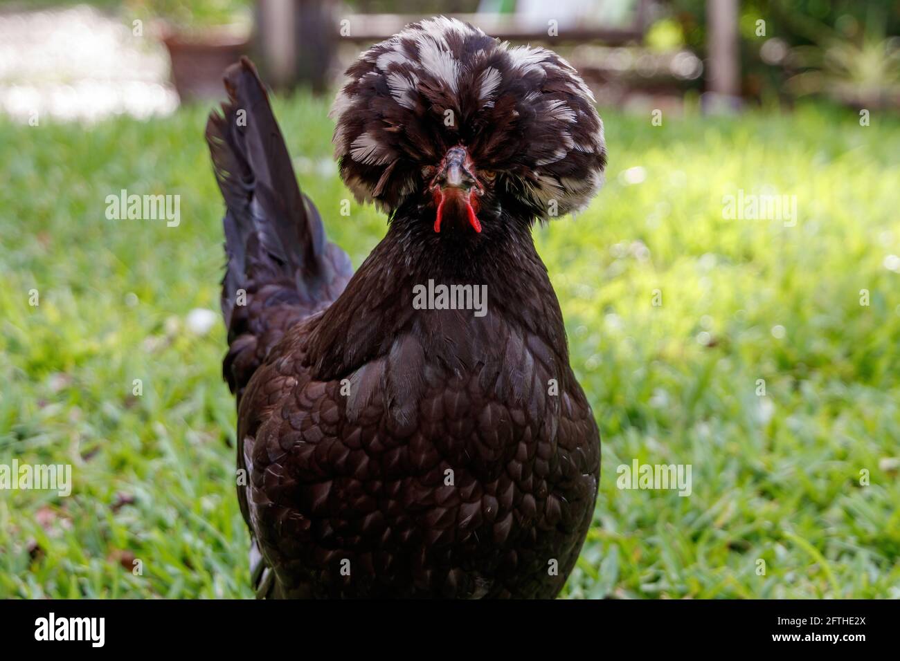 White Crested Black Polish Bantam Chicken gallina in una fattoria cortile in Loxahatchee Florida a Palm Beach vicino a Miami - Dade, Broward, Fort Lauderdale Foto Stock