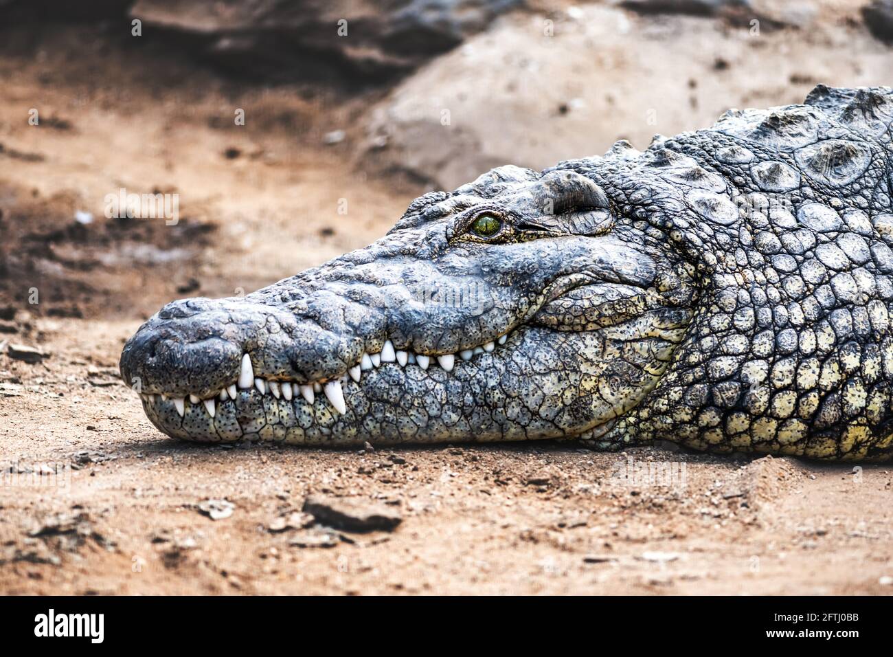 Testa di coccodrillo di alligatore africano grande su allevamento di coccodrilli Foto Stock