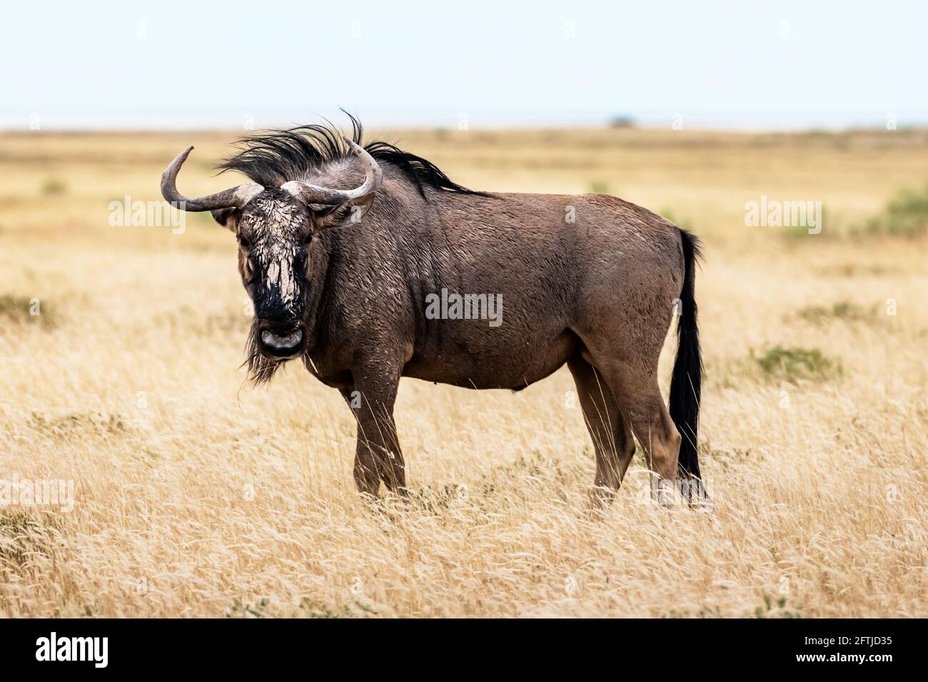 Grande antilope africano GNU che cammina in erba secca gialla Foto Stock