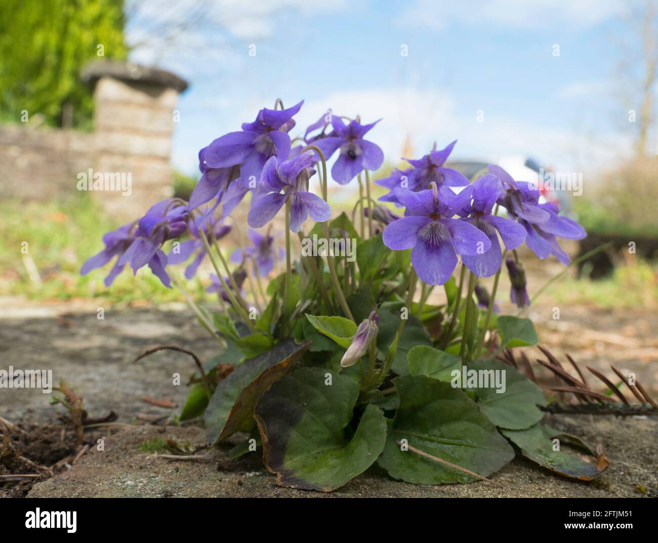 Dolci violetti, Viola odorata, che cresce in giardino in primavera, Worcestershire, Regno Unito. Foto Stock