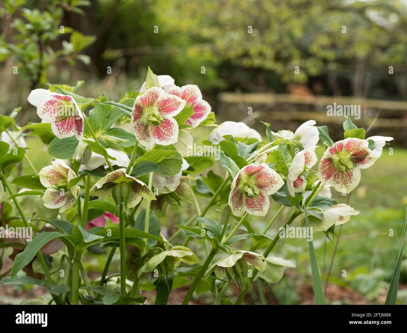 Hellebores, Helleborus orientalis, in fiore, Worcestershire, Regno Unito. Foto Stock