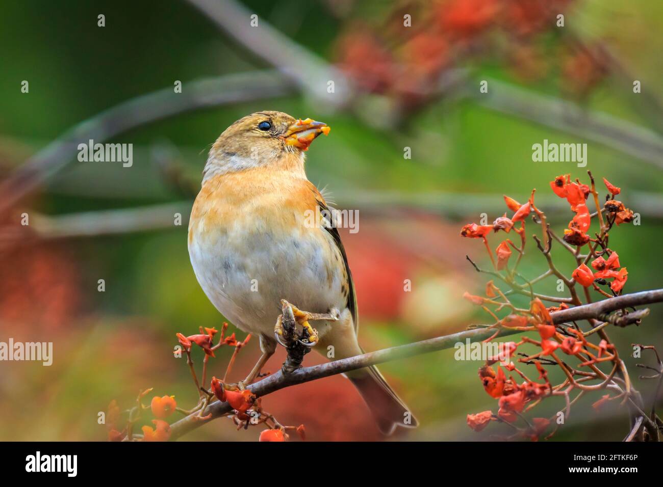 Primo piano di un maschio di uccello brambling, Fringilla montifringilla, d'inverno il piumaggio di colore arancione alimentazione bacche di Sorbus aucuparia, chiamato anche Rowan e mounta Foto Stock