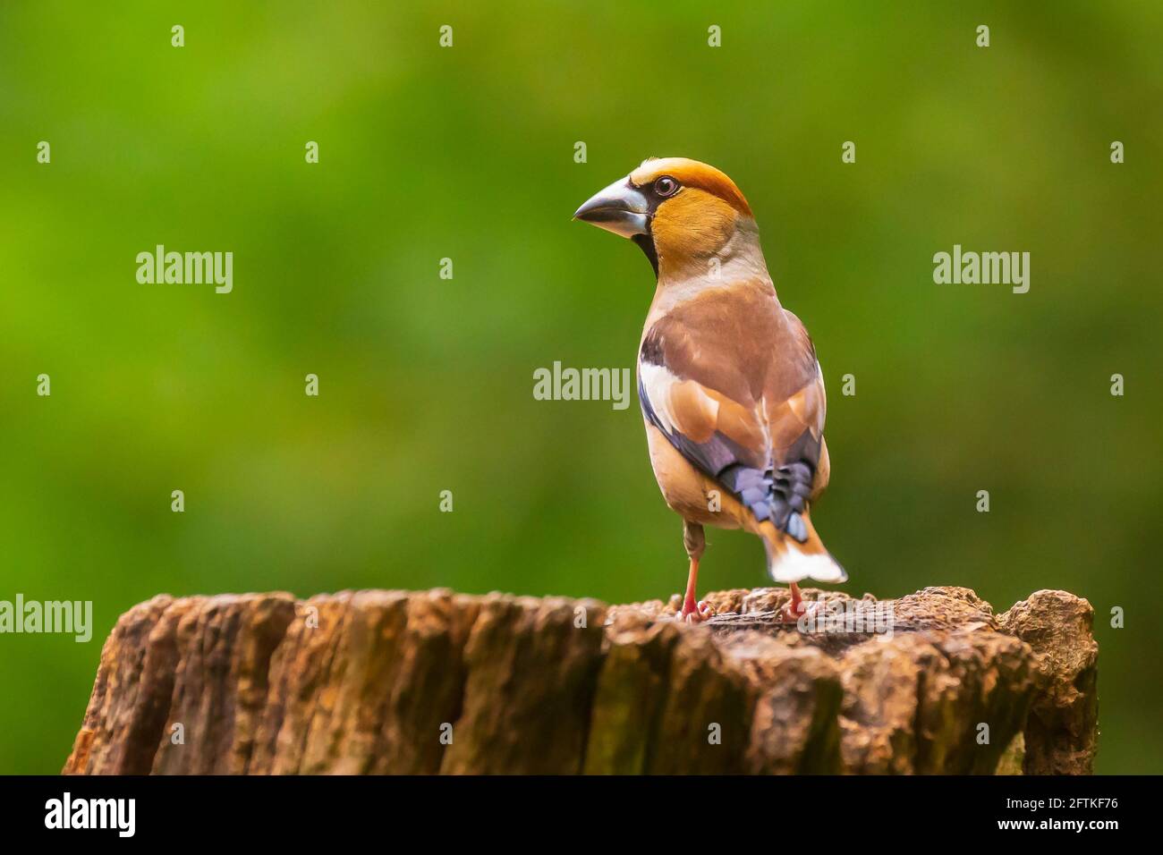 Primo piano di un maschio hawfinch, Coccothraustes coccothraustes, uccello appollaiato su legno. Messa a fuoco selettiva, luce naturale Foto Stock
