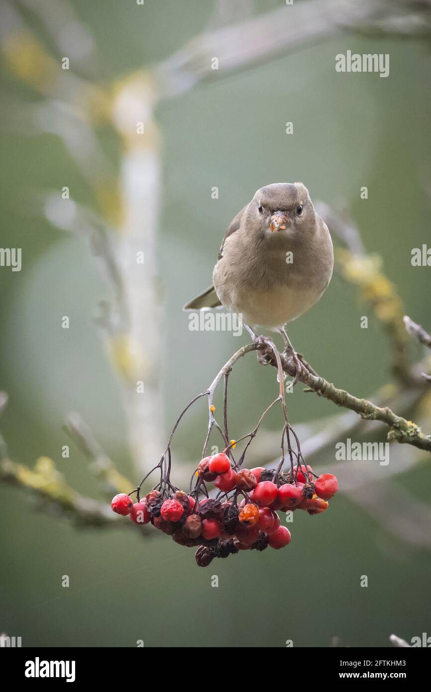 Primo piano di una femmina di fringuello, Fringilla coelebs, arroccato in una struttura ad albero Foto Stock