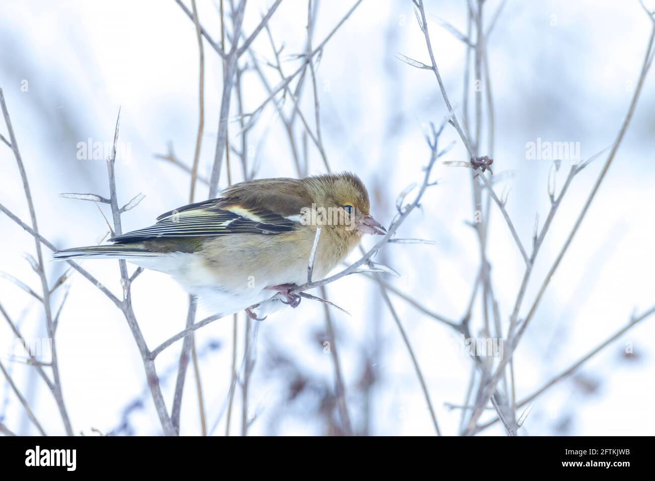Closeup di un uccello di chaffinch femminile, coelebs di Fringilla, foraging nella neve, impostazione invernale bella fredda Foto Stock
