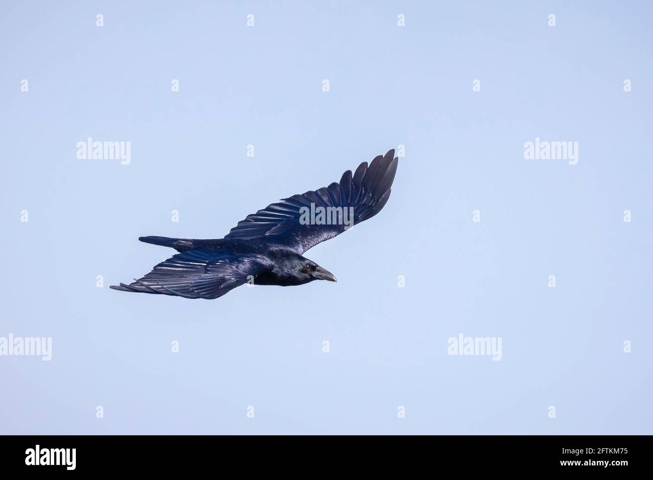 Closeup di un corvo corvus corone uccello nero in volo. Foto Stock