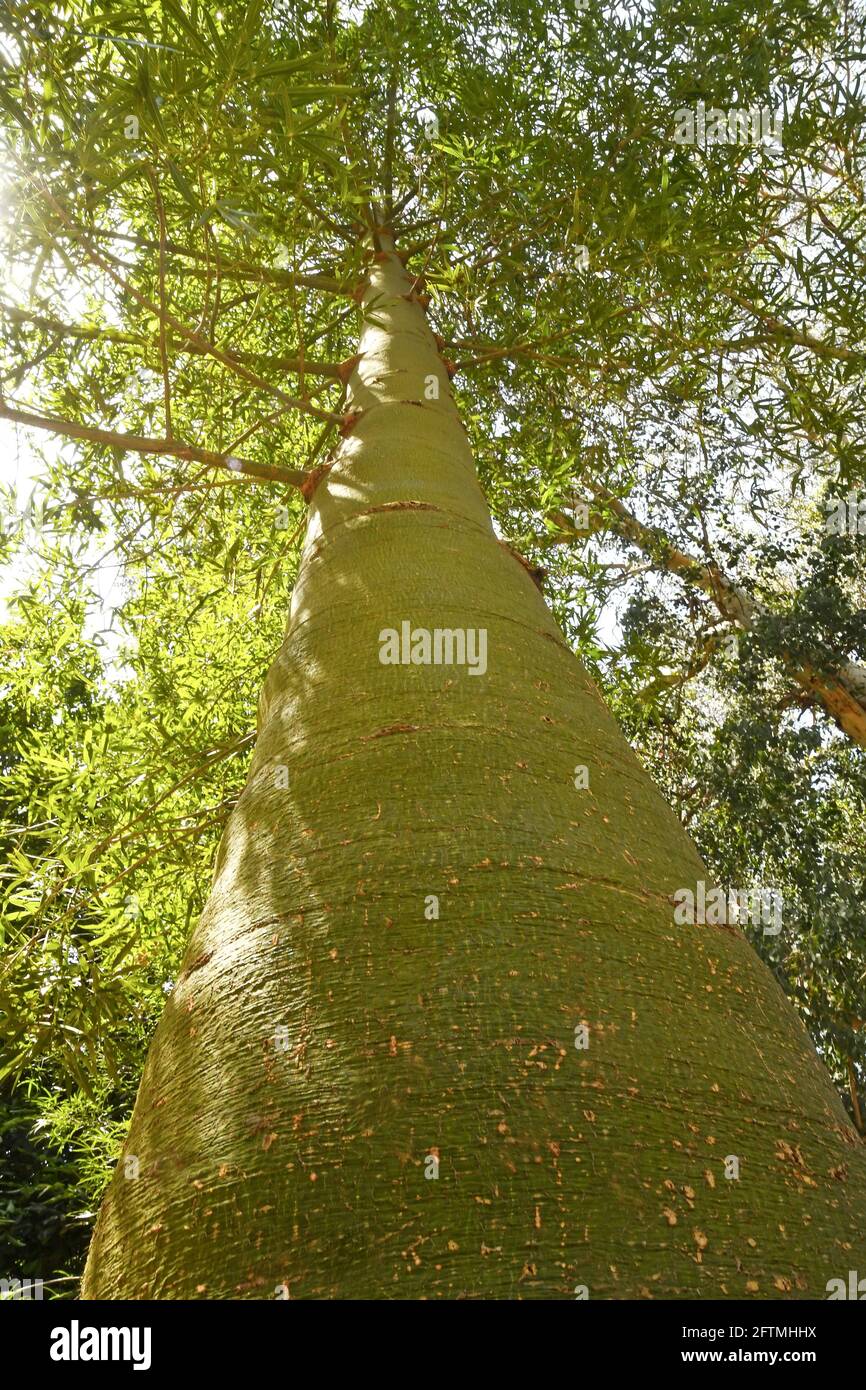Brachychiton rupestris, albero per bottiglie a foglie strette Foto Stock