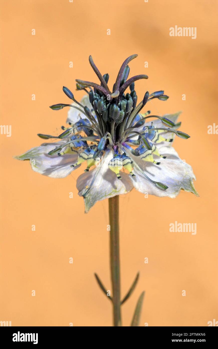 Campo nigella, Fiore di finocchio selvatico, Fiore di Nigella arvensis Foto Stock