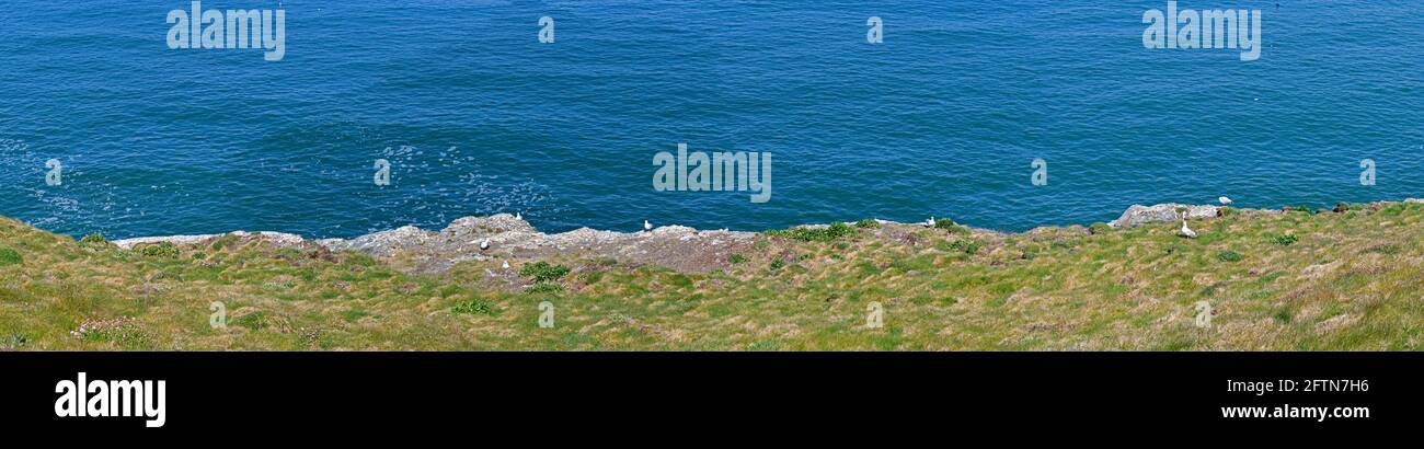 Gabbiani (Larus Canus) Sulla costa Port Issac Nord Cornovaglia Inghilterra Regno Unito Foto Stock