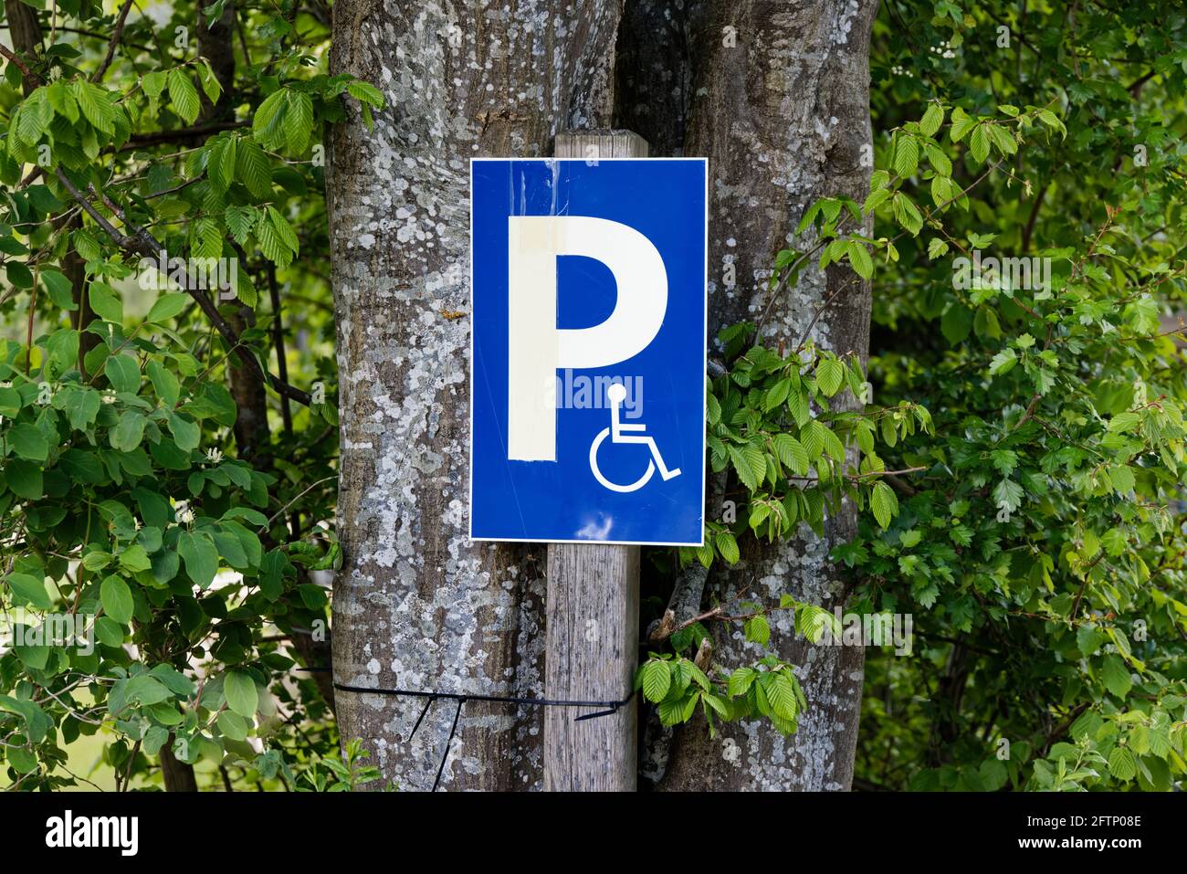 Cartello bianco-blu per disabili con simbolo P e sedia a rotelle, fissato su albero, il giorno senza persone Foto Stock