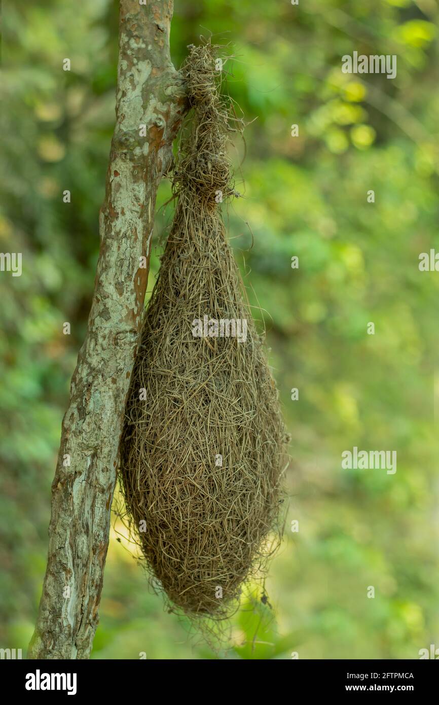 Babui uccello o piccolo tessitori nido fatto di paglia e. appendere sull'albero Foto Stock