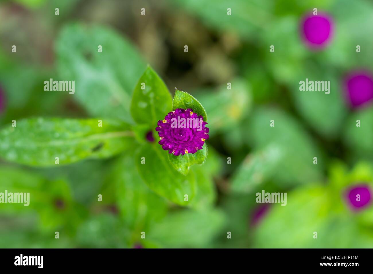 Comune globo amaranto puri e fiori viola scuro e rosa sul giardino Foto Stock