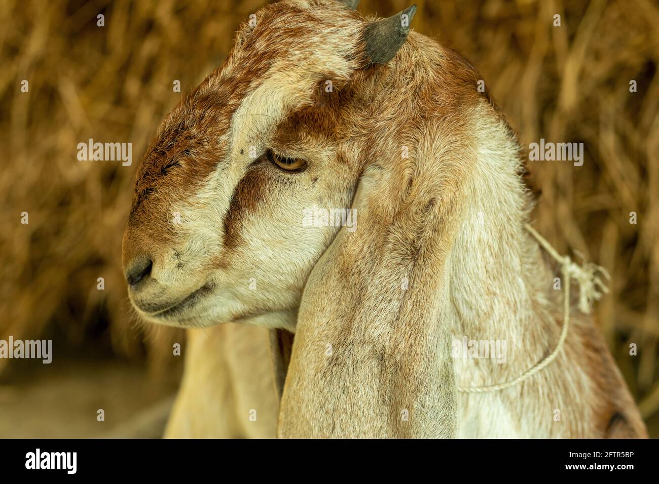 Colpo di testa di una capra bianca, nera e rossa scura che guarda il cibo ai suoi capretti Foto Stock