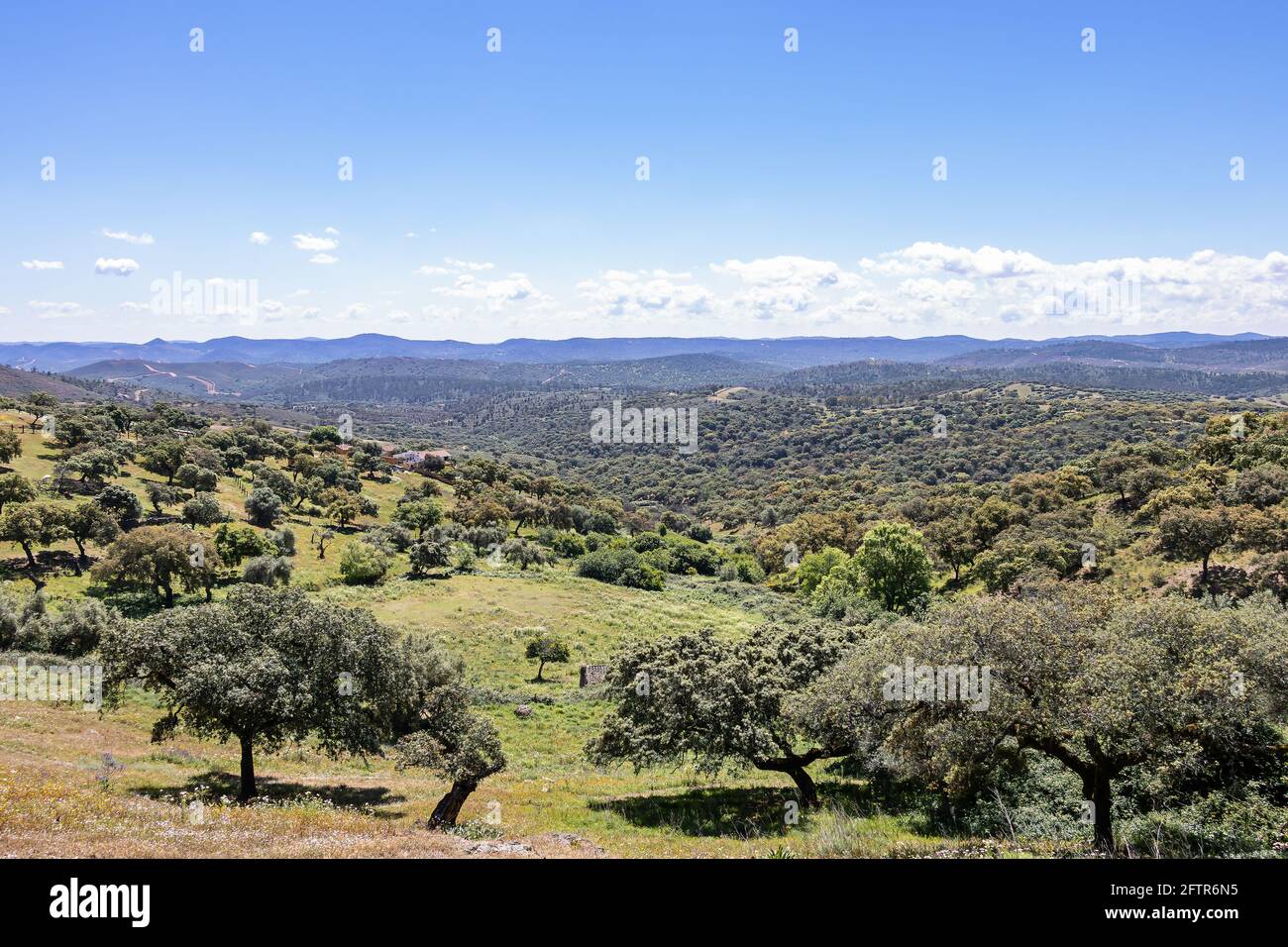 Vista di una dehesa comune in Spagna, con alcuni lecci, querce da sughero Foto Stock