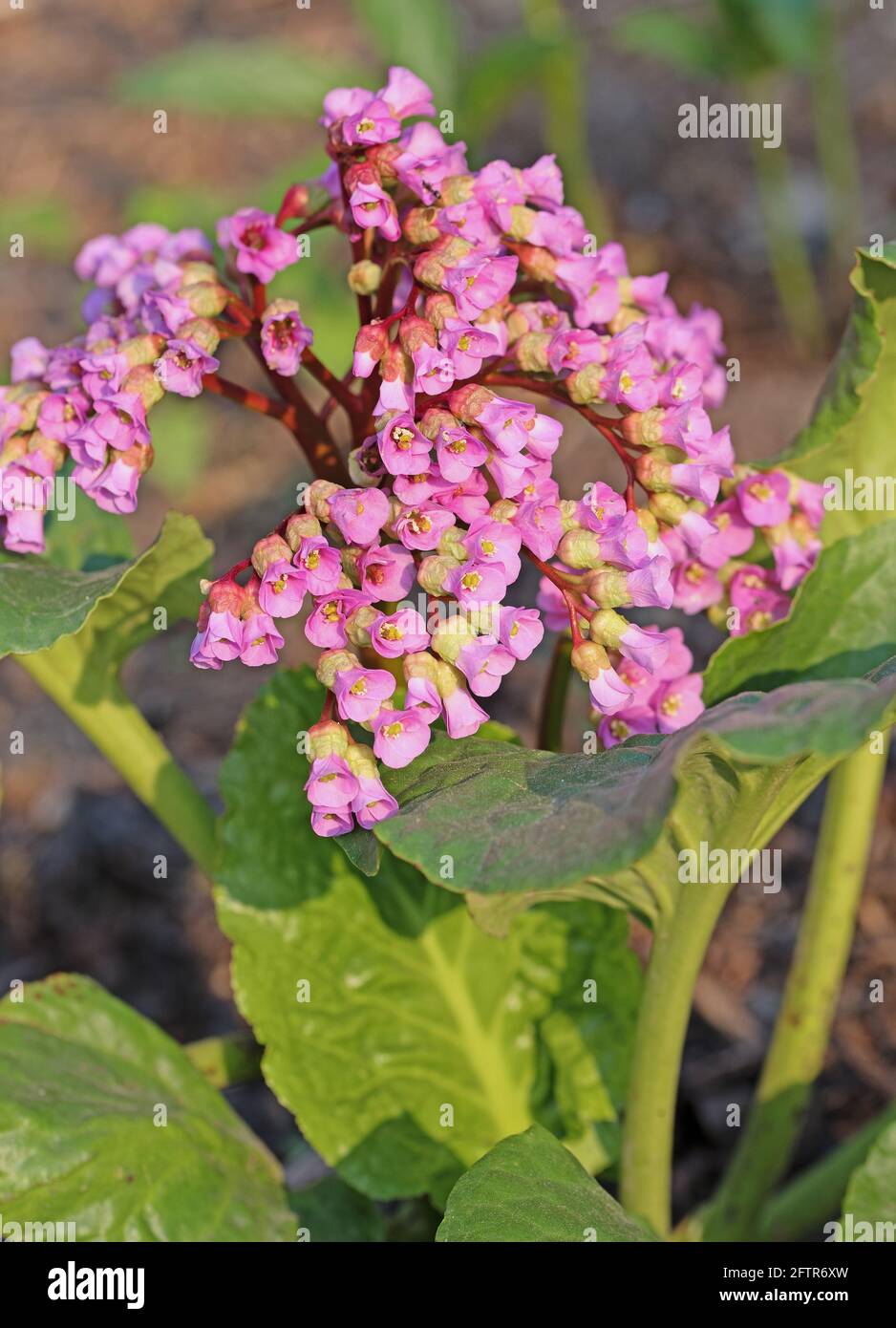 Violetta in fiore bergenia in primavera Foto Stock