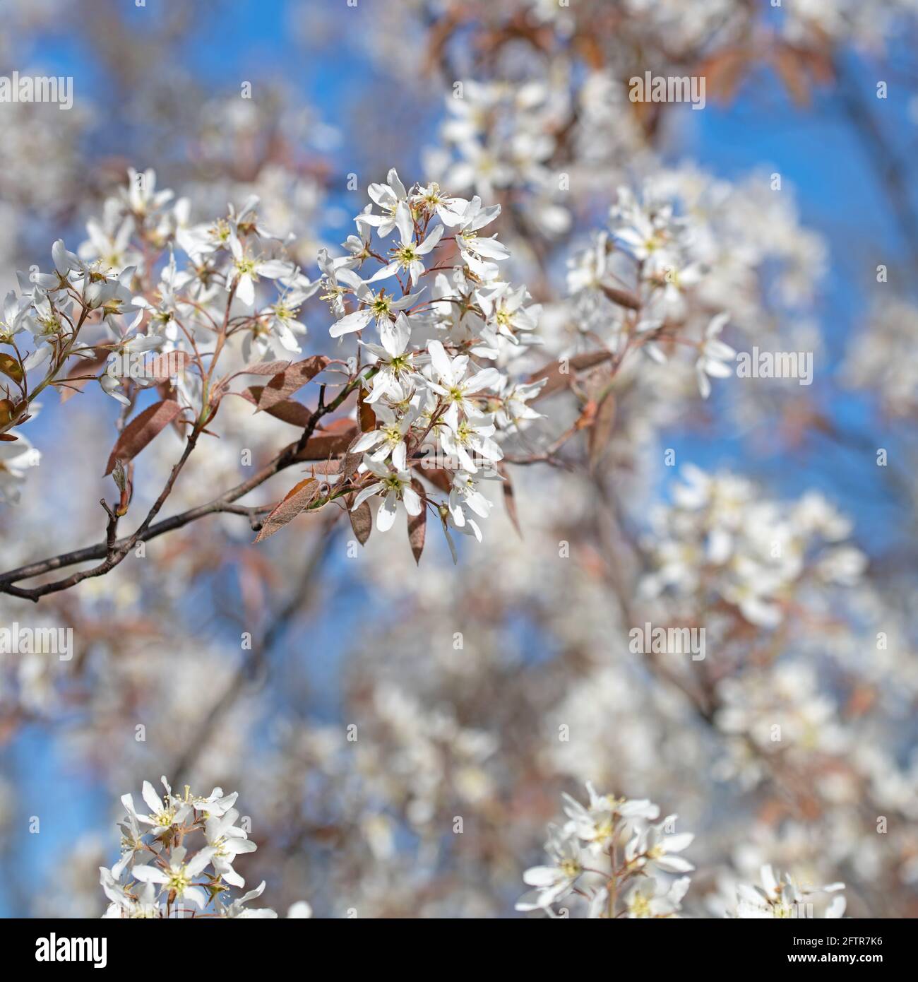 Bloosoms della pera di roccia, Amelanchier lamarckii, in primavera Foto Stock