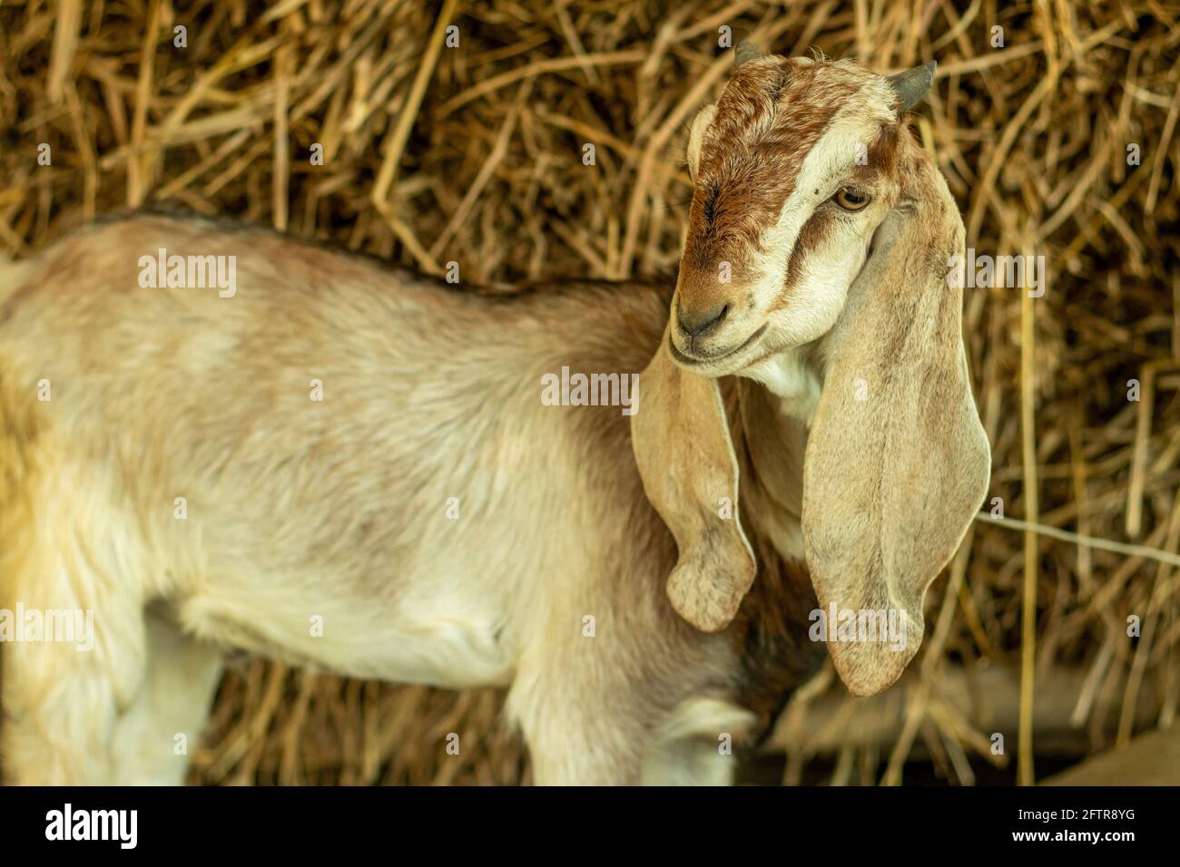 La capra addomesticata fuori bianco, nero e rosso scuro guardando il cibo e la sua dietro una paglia Foto Stock